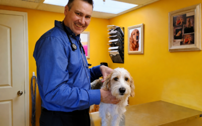 Under the Chair and Under the Weather: Myles’ Paws-itive Adventure at St. Francis Pet Hospital